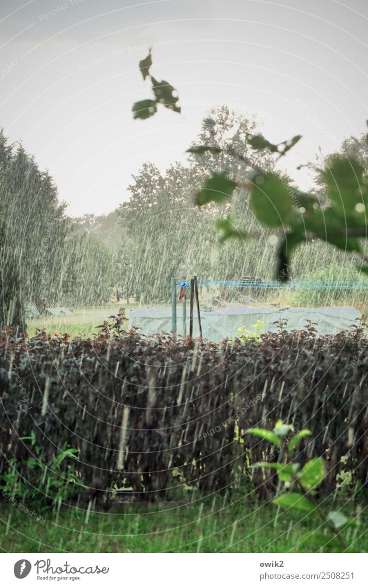 Schauerlich Umwelt Natur Landschaft Pflanze Urelemente Klima Wetter Unwetter Wind Sturm Regen Gewitter Baum Gras Sträucher Blatt Zweig Hecke Garten nass