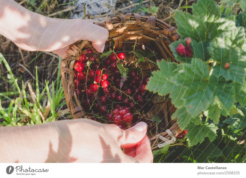 Frauenhände pflücken rote Johannisbeeren in einem Korb. Frucht Dessert Ernährung Saft Garten Arbeit & Erwerbstätigkeit Gartenarbeit Landwirtschaft