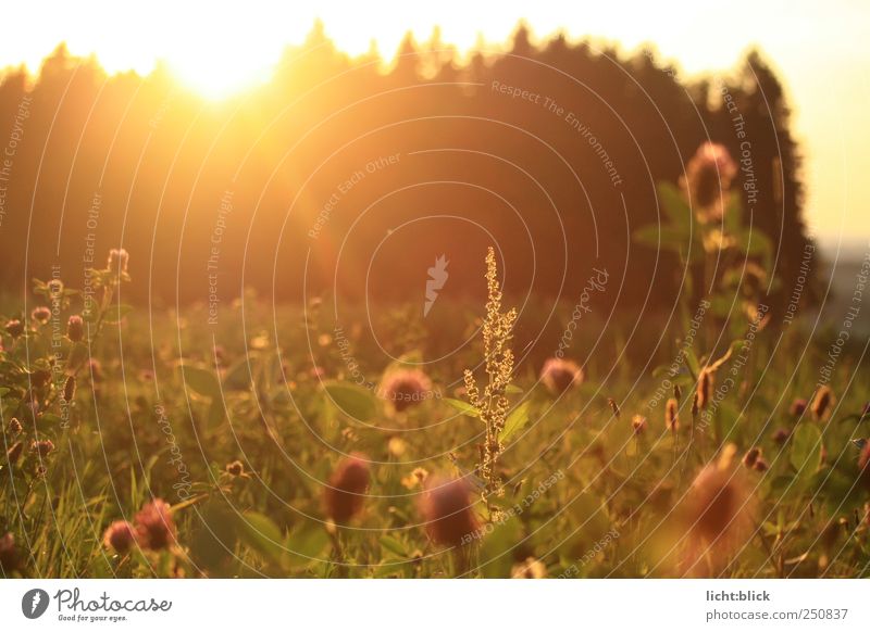 sonnengesättigt Natur Landschaft Pflanze Sonnenaufgang Sonnenuntergang Sonnenlicht Sommer Gras Grünpflanze Wildpflanze Klee Kleeblüte Wiese Feld Wald Stimmung