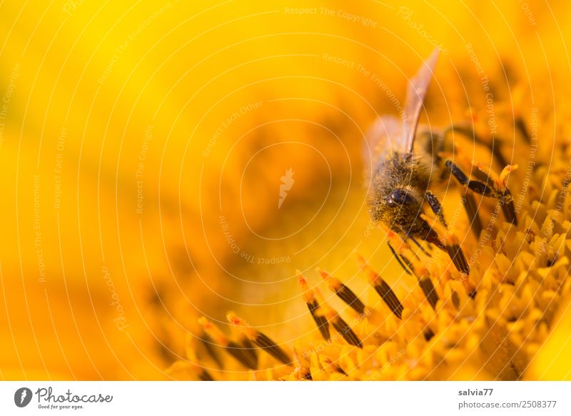 honiggelb Wellness Leben harmonisch Wohlgefühl Sinnesorgane ruhig Natur Sommer Blume Blüte Sonnenblume Pollen Nektar Garten Tier Nutztier Biene Honigbiene