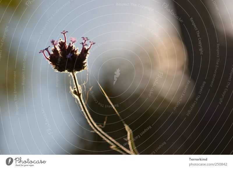 [CHAMANSÜLZ 2011] mini.welt Pflanze Blume Garten Licht Spinnennetz Blüte violett mehrfarbig zart Zärtlichkeiten sanft Morgendämmerung Sonnenaufgang hallotag