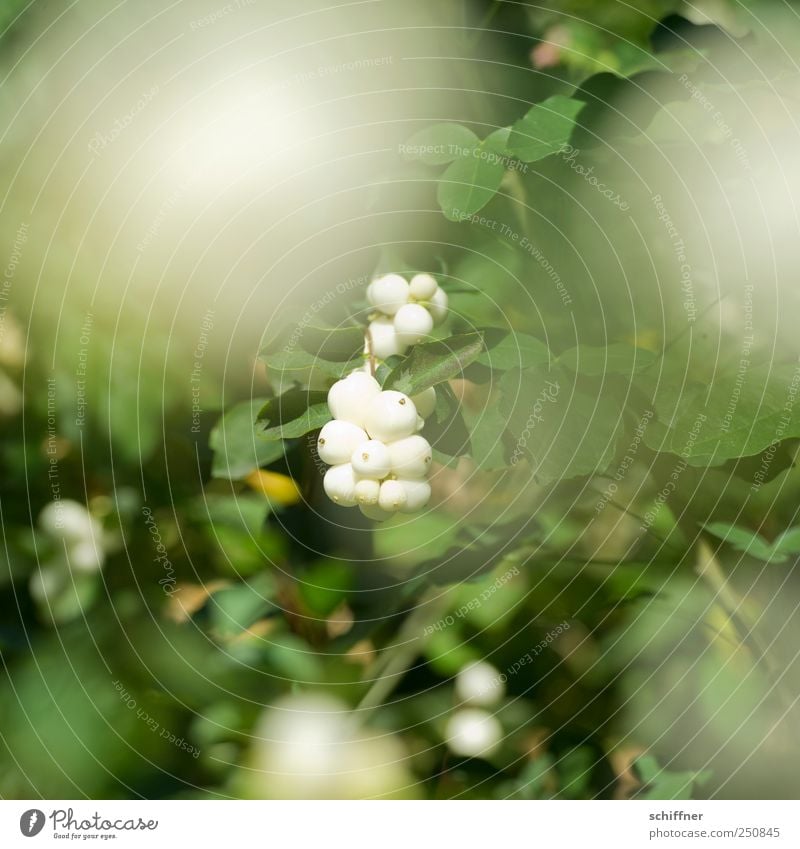 Chamansülz | Böbbelbeeren Natur Pflanze Sträucher Blatt Grünpflanze grün weiß Beeren Beerensträucher Beerenfruchtstand Albino Schönes Wetter Außenaufnahme