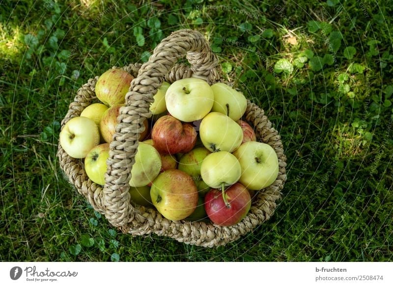 Streuobstwiese - Korb mit Äpfel Frucht Picknick Bioprodukte Vegetarische Ernährung Sommer Gras Garten Wiese frisch Gesundheit Apfel Sammlung Ernte lecker