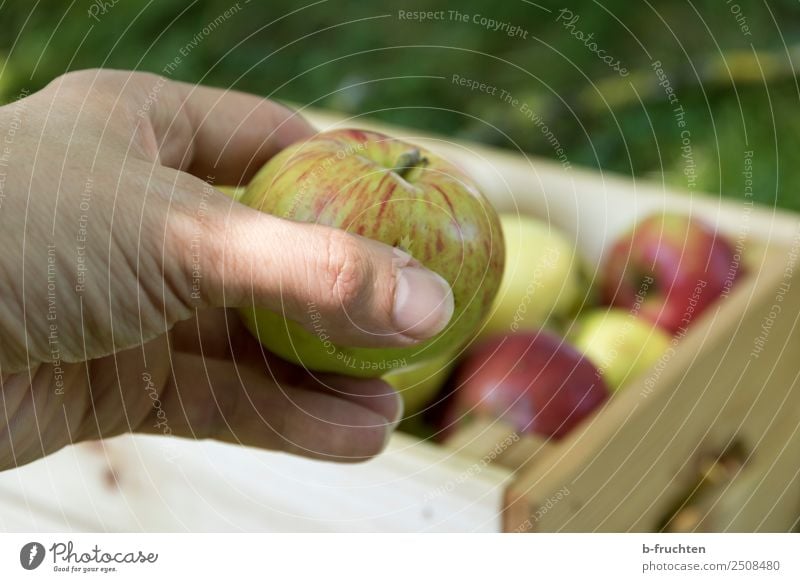 Frischer Apfel Frucht Bioprodukte Vegetarische Ernährung Gesunde Ernährung Landwirtschaft Forstwirtschaft Hand Finger Sommer Herbst Garten Wiese Kasten