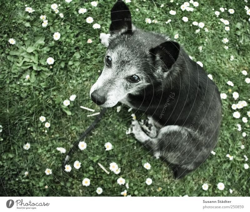 Schäferhund Natur Garten Wiese Tier Haustier Hund Pfote 1 Blick träumen Gänseblümchen warten sitzen Treue nah grau Wachsamkeit Gedeckte Farben Außenaufnahme