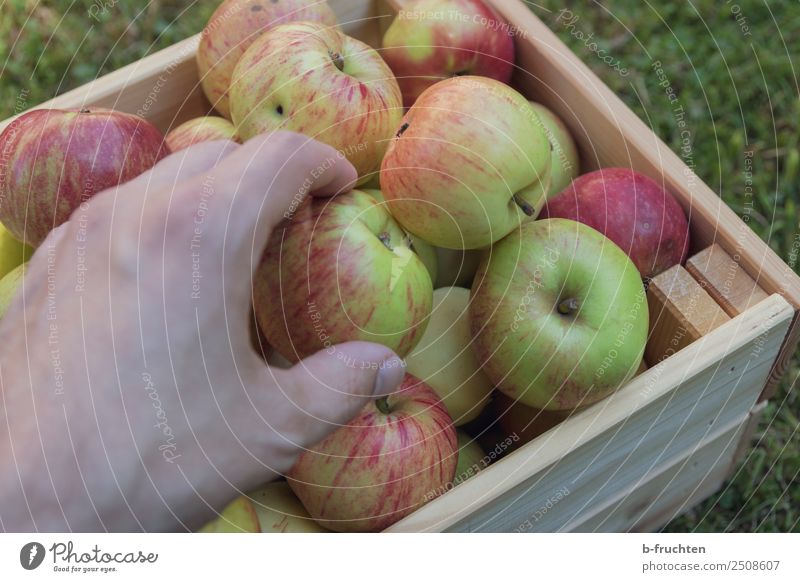 Apfelernte Frucht Bioprodukte Vegetarische Ernährung Gesunde Ernährung Hand Finger Schönes Wetter Garten Kasten Holz Arbeit & Erwerbstätigkeit wählen gebrauchen