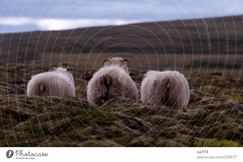 Schafe im Moos vor sanftem Hügel (Iceland) Natur Vulkan Nutztier 3 Tier Tiergruppe Zufriedenheit Coolness Weisheit Einsamkeit Gelassenheit Kunst Wege & Pfade