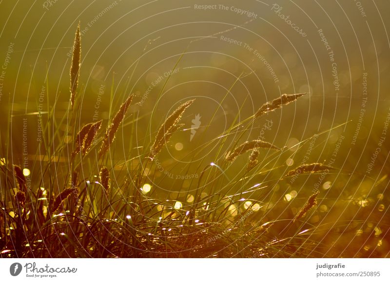 Gras Umwelt Natur Pflanze Sonnenlicht Ostsee Stranddüne Dünengras leuchten Wachstum natürlich schön Stimmung Farbfoto Außenaufnahme Tag Licht