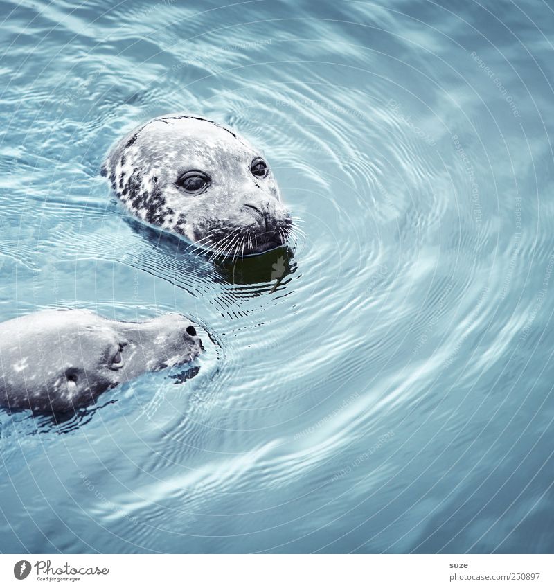 Doppelkopf Schwimmen & Baden Meer Wellen Natur Tier Wasser Wildtier Tiergesicht 2 Tierpaar beobachten Neugier niedlich wild blau Robben Seehund Kopf