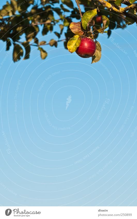 [CHAMANSÜLZ 2011] Baum der Erkenntnis -1- Lebensmittel Frucht Apfel Bioprodukte Vegetarische Ernährung Himmel Wolkenloser Himmel Schönes Wetter Pflanze Blatt