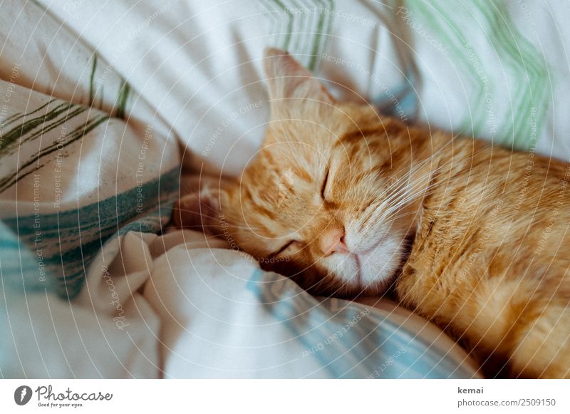 Schlafhaltung Lifestyle harmonisch Wohlgefühl Zufriedenheit Sinnesorgane Erholung ruhig Freizeit & Hobby Häusliches Leben Bett Bettdecke Tier Haustier Katze