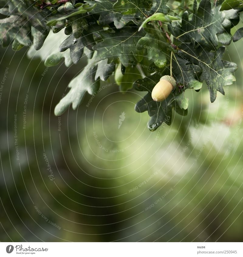 Eichel Daus Frucht Umwelt Natur Pflanze Baum Blatt dunkel natürlich grün Eicheln Zweige u. Äste reif Farbfoto mehrfarbig Außenaufnahme Nahaufnahme