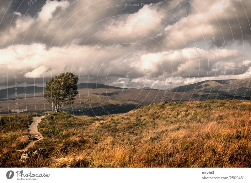 Birken auf dem Weg zum Ben Nevis in Schottland Landschaft Himmel Wolken Gewitterwolken Wetter Wind Baum Wiese Feld Menschenleer braun orange Hochebene Grasland