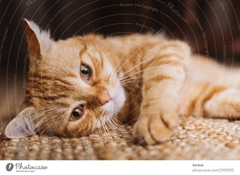 Chillender Kater harmonisch Wohlgefühl Zufriedenheit Sinnesorgane Erholung ruhig Freizeit & Hobby Häusliches Leben Wohnung Teppich Tier Haustier Katze