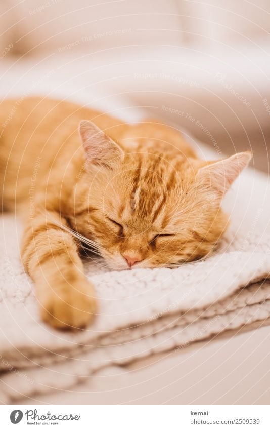 Nickerchen Lifestyle harmonisch Wohlgefühl Zufriedenheit Sinnesorgane Erholung ruhig Freizeit & Hobby Häusliches Leben Wohnung Wohnzimmer Tier Haustier Katze