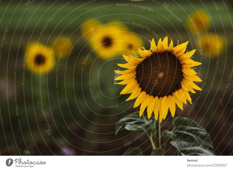 Sonnenblumen überall Leben harmonisch Wohlgefühl Zufriedenheit Sinnesorgane Erholung ruhig Freizeit & Hobby Natur Pflanze Sommer Schönes Wetter Blume
