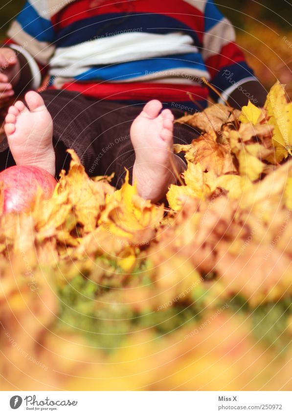 Herbstfüße Apfel Freizeit & Hobby Spielen Kinderspiel Mensch Baby Kleinkind Kindheit Fuß 1 0-12 Monate 1-3 Jahre Natur Schönes Wetter Blatt Wiese Pullover