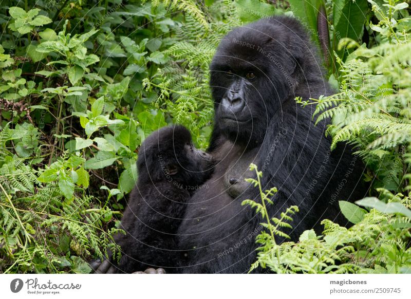 Mutter und Baby Gorilla im Virunga Nationalpark, Ruanda Ferien & Urlaub & Reisen Safari Berge u. Gebirge Natur Tier Urwald füttern natürlich wild Afrika