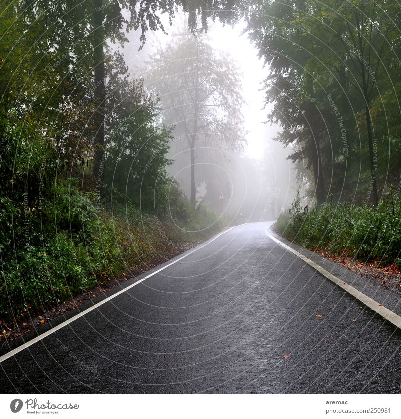 Nebenstrasse schlechtes Wetter Nebel Regen Wald Verkehr Verkehrswege Straße Stimmung ruhig Farbfoto Außenaufnahme Menschenleer Tag