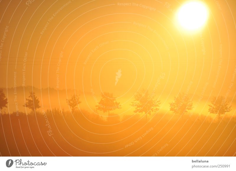 Kurz vor 28 Grad... Natur Pflanze Himmel Wolkenloser Himmel Sonne Sonnenaufgang Sonnenuntergang Sonnenlicht Herbst Schönes Wetter Nebel Baum Gras Wildpflanze
