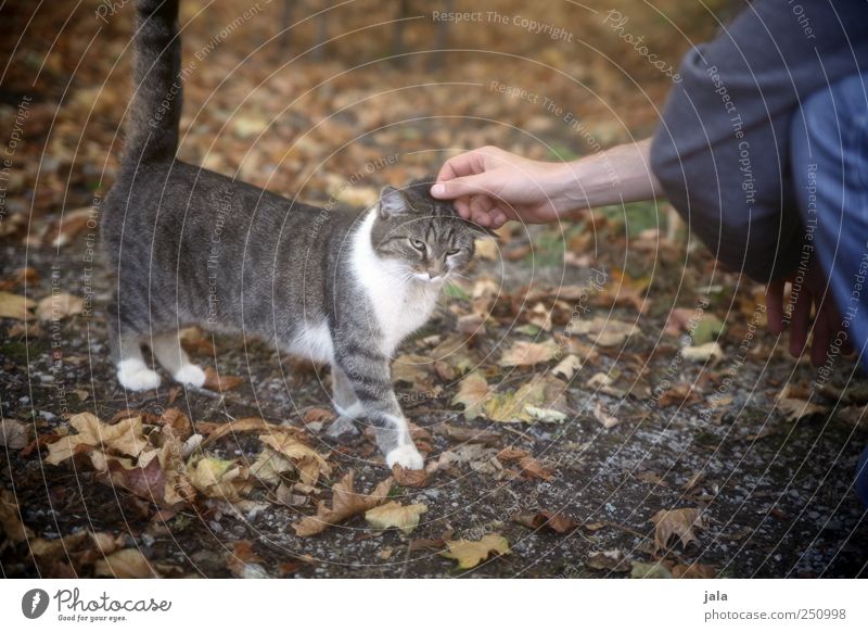 CHAMANSÜLZ | köpfsche geben Arme Hand 1 Mensch Tier Katze Tierliebe Farbfoto Außenaufnahme Tag