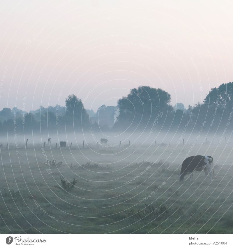 früh Umwelt Landschaft Klima Nebel Wiese Weide Nutztier Kuh Fressen ruhig Landwirtschaft ländlich Morgen Nebelbank Farbfoto Außenaufnahme Menschenleer