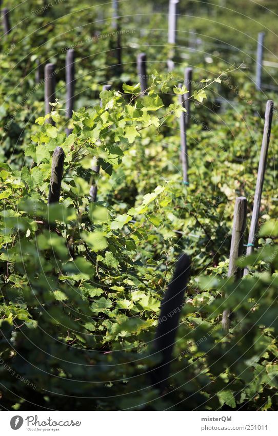 Grüner Kult. Umwelt Natur Landschaft Klima Sinnesorgane Wein Weinberg Weinlese Weinbau grün Italien reif Berghang Pflanze Farbfoto Gedeckte Farben Außenaufnahme