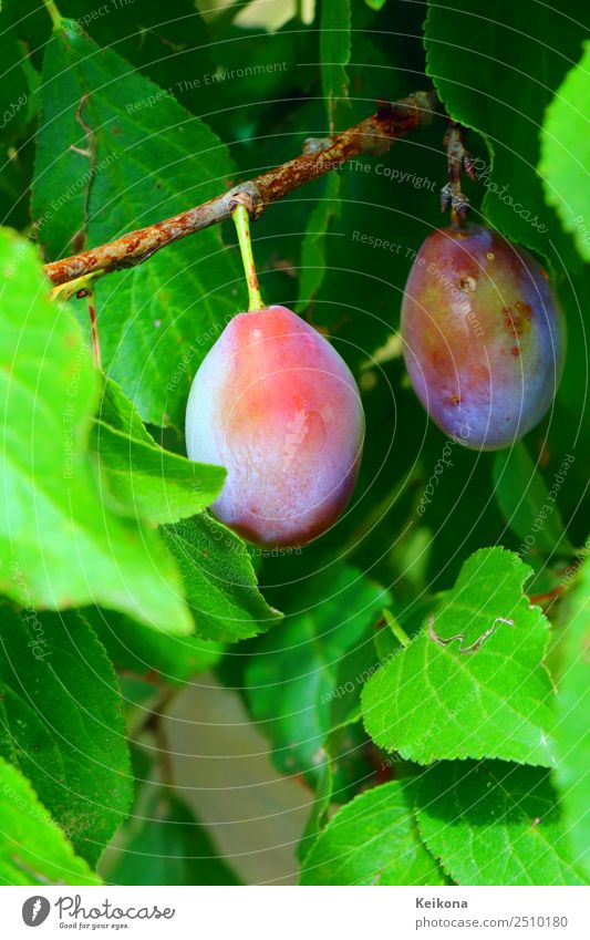 Purple plums on a branch. Frucht Ernährung Bioprodukte Vegetarische Ernährung Diät Sommer Sommerurlaub Essen Umwelt Natur Sträucher Nutzpflanze Dorf nachhaltig