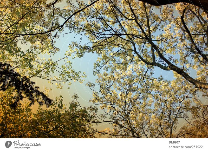 Der Herbst #001 Umwelt Natur Himmel Frühling Sommer Baum Park Wald Gefühle Frühlingsgefühle Ferien & Urlaub & Reisen herbstlich Herbstlaub Blatt Laubbaum