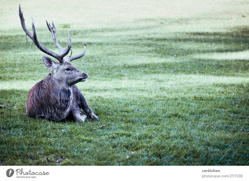 jäger meister Wiese Tier Wildtier 1 grau grün Hirsche Damwild Horn sitzen ruhend Farbfoto Gedeckte Farben Außenaufnahme Tag Ganzkörperaufnahme