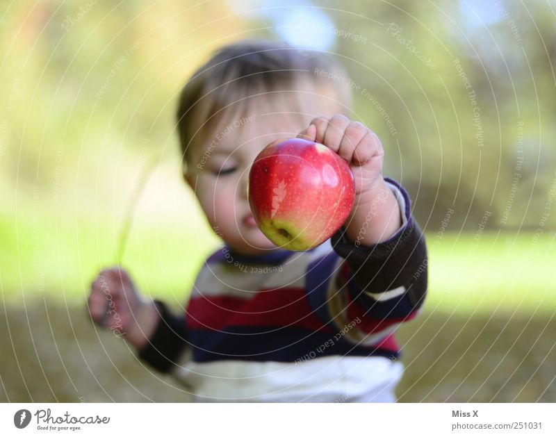 rotbackig Lebensmittel Frucht Apfel Ernährung Bioprodukte Vegetarische Ernährung Mensch Kind Baby Kleinkind Kindheit 1 0-12 Monate 1-3 Jahre Garten frisch