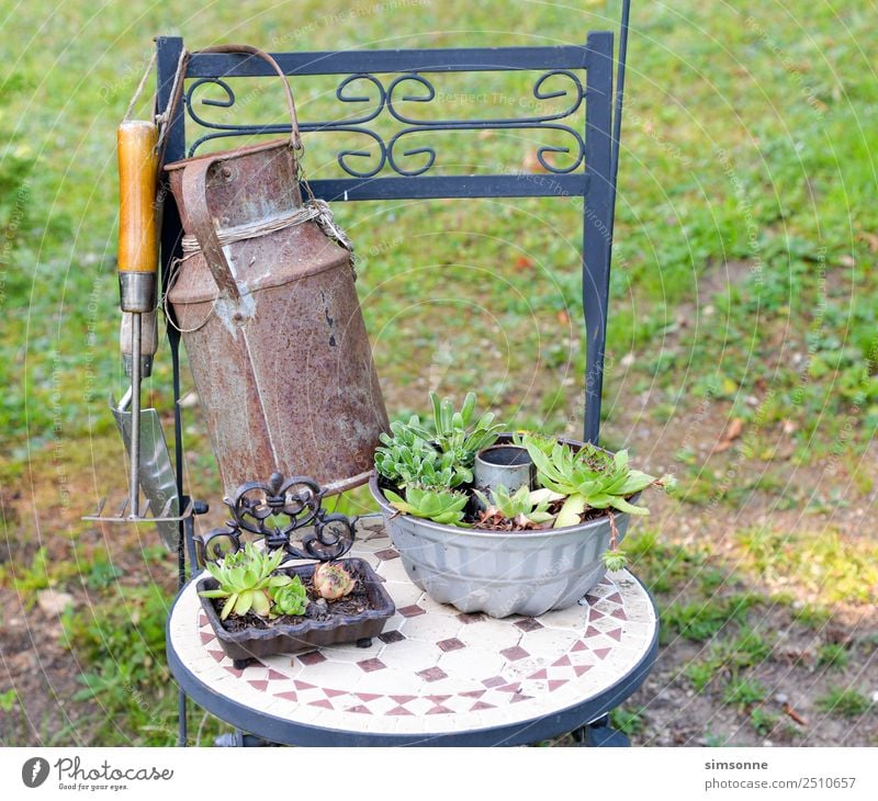 Hauswurzpflanzen als Deko auf einem Stuhl Freizeit & Hobby Garten Pflanze Blüte viele Verschiedenheit Töpfen Kannen sammlung reihe Mini-Staude terakotta Tontopf