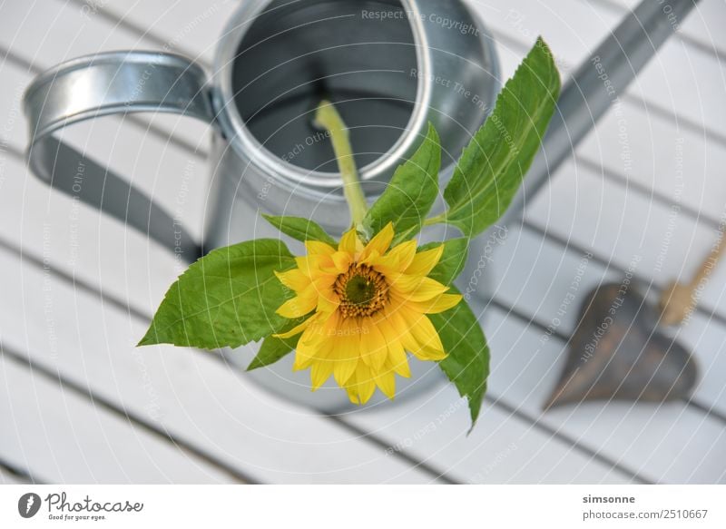 Sonnenblume in einer Gießkanne von oben mit Herz - ein lizenzfreies Stock  Foto von Photocase