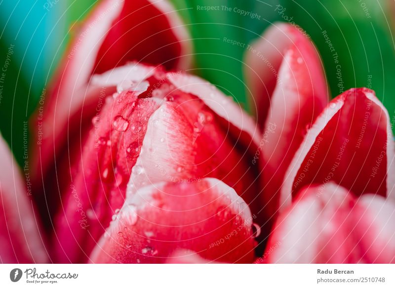 Wunderschöne feuchte rote Tulpenblüten Sommer Garten Dekoration & Verzierung Feste & Feiern Valentinstag Muttertag Geburtstag Natur Pflanze Frühling Blume Blatt