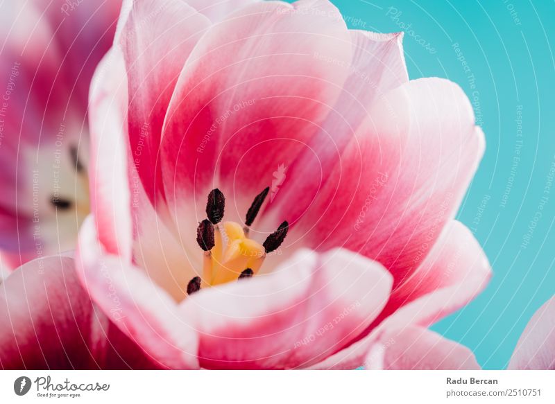Nahaufnahme Details der rosa Tulpenblume schön Sommer Garten Feste & Feiern Valentinstag Muttertag Geburtstag Natur Pflanze Frühling Blume Blüte Blumenstrauß