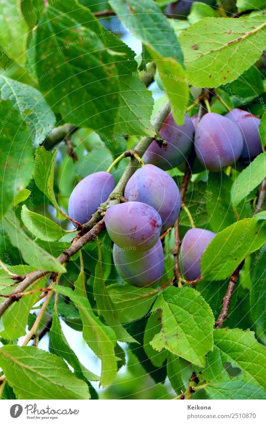 Blue plums ripening on a branch. Lebensmittel Frucht Marmelade Ernährung Bioprodukte Vegetarische Ernährung Diät Sommer Sträucher Nutzpflanze genießen blau