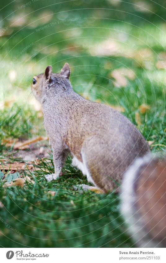 . Schönes Wetter Gras Park Wiese Tier Wildtier Eichhörnchen 1 natürlich Neugier Farbfoto Gedeckte Farben Außenaufnahme Menschenleer Tierporträt
