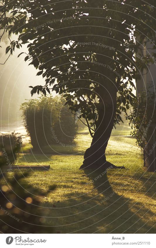 Taufrische Morgendämmerung Skulptur Schattenspiel Natur Baum Sträucher Wiese Holz Zeichen Licht atmen stehen leuchten Wachstum gold grün Wandel & Veränderung