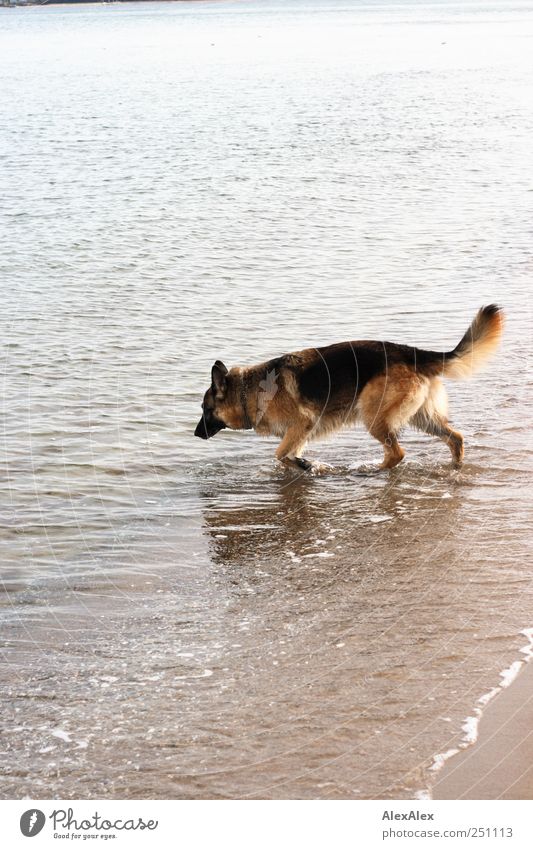Seepferdchen? Ausflug Sommer Schönes Wetter Strand Ostsee Timmendorfer Strand Haustier Hund Deutscher Schäferhund 1 Tier Sand Wasser Schwimmen & Baden laufen