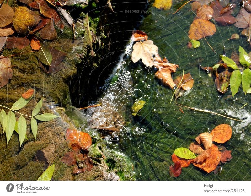 Chamansülz | bunter Herbst... Umwelt Natur Landschaft Pflanze Wasser Schönes Wetter Moos Blatt Grünpflanze Wildpflanze Felsen Berge u. Gebirge Schwarzwald Bach