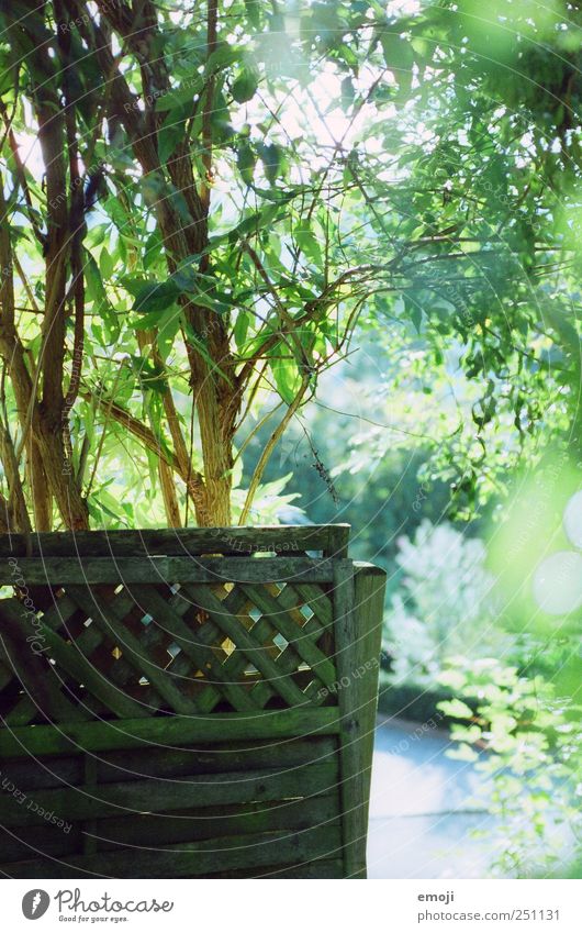 garden Umwelt Sommer Schönes Wetter Pflanze Baum Sträucher Garten natürlich grün Zaun Sichtschutz Farbfoto Außenaufnahme Menschenleer Tag Licht Lichterscheinung