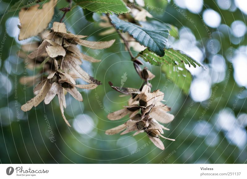 Hainbuche - deciduous tree Natur Pflanze Herbst Baum Blatt hängen Buche Früchtestand Farbfoto Nahaufnahme Detailaufnahme Tag Licht