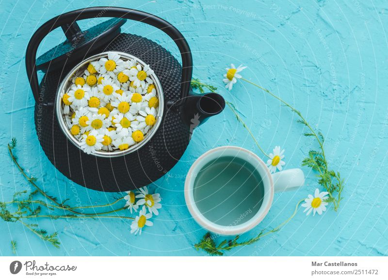 Frische Kamillenblüten in der Teekanne auf blauem Hintergrund Kräuter & Gewürze Heißgetränk Glas Behandlung Medikament Wohlgefühl Erholung ruhig Sommer Tisch