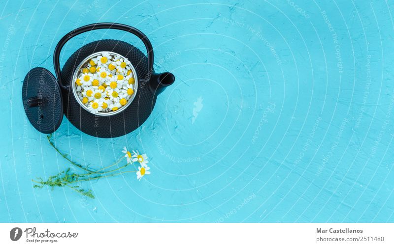 Frische Kamillenblüten in der Teekanne auf blauem Hintergrund Kräuter & Gewürze trinken Heißgetränk Gesundheit Behandlung Medikament Wohlgefühl Erholung ruhig