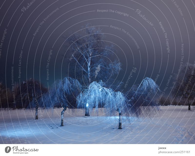 Baumgespenster Nachthimmel Winter Schnee Park kalt schön blau schwarz weiß Birke Farbfoto Gedeckte Farben Außenaufnahme Menschenleer Kunstlicht Lichterscheinung