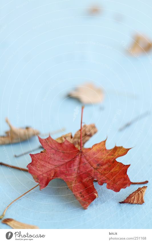 [CHAMASÜLZ 2011] Mitbringsel Umwelt Natur Pflanze Herbst liegen alt natürlich trocken blau braun Wandel & Veränderung Herbstlaub herbstlich Herbstbeginn