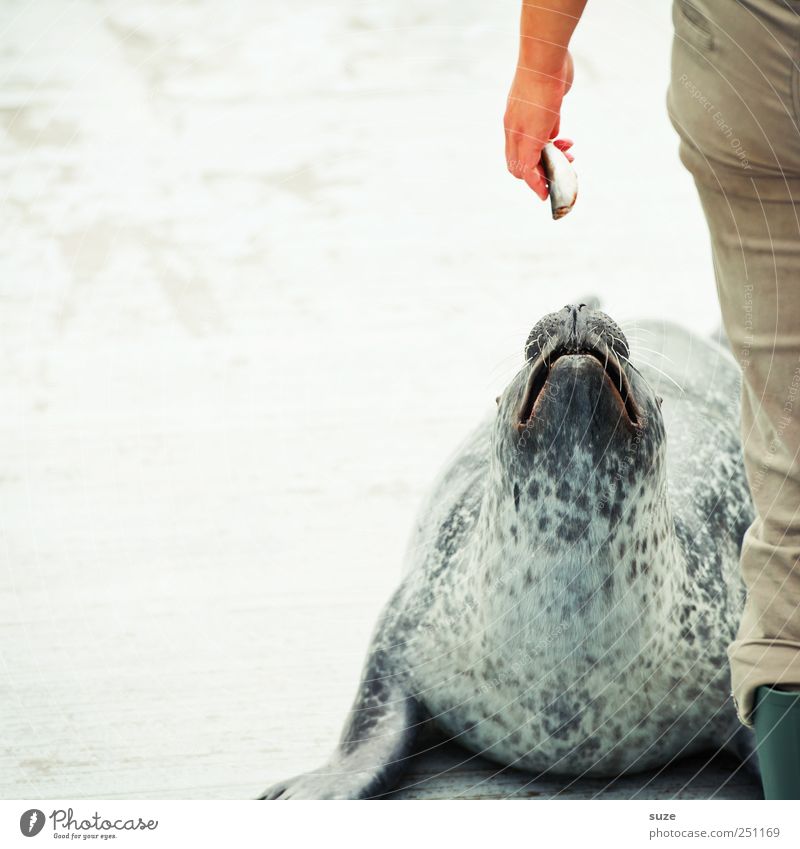 Fisherman's Friend Hand Beine 1 Mensch Tier Wildtier Fisch Tiergesicht füttern liegen warten lustig Neugier niedlich wild Rettung Halbschlaf Seehund Robben