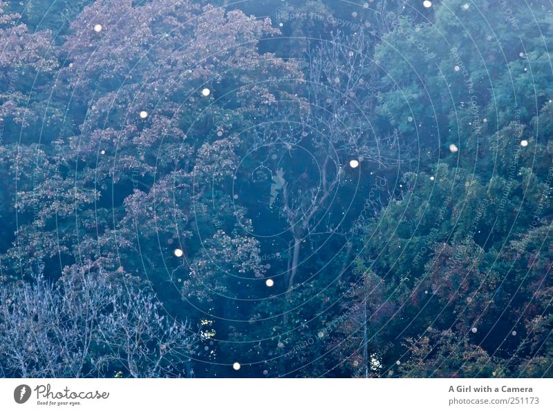 Charmansülz 2011 - Wald Pünktchen leuchten Fliege Luftverkehr Punkt oben Gedeckte Farben Außenaufnahme Menschenleer Textfreiraum links Textfreiraum rechts
