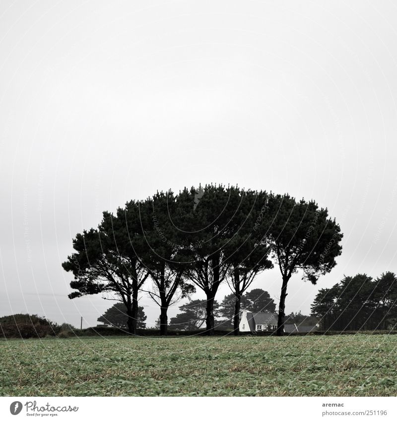 Wetterschutz Natur Landschaft Himmel schlechtes Wetter Baum Feld Dorf Einfamilienhaus trist grau ruhig Frankreich Bretagne Farbfoto Gedeckte Farben