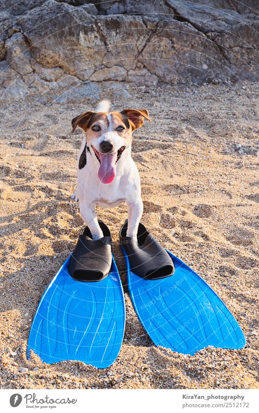 Konzept des lustigen Zeitvertreibs mit Hund im Sommer Freude Freizeit & Hobby Ferien & Urlaub & Reisen Ausflug Sommerurlaub Sonnenbad Strand Meer Tier